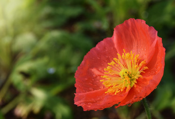 Pink Poppy With Water Droplets on a Green Background