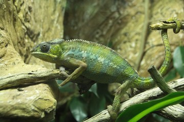 Green lizard chameleon sitting in trees and stones.