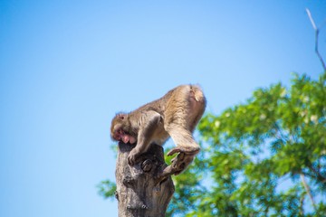 Monkey macaque scratching his leg on a branch sitting on a tree.