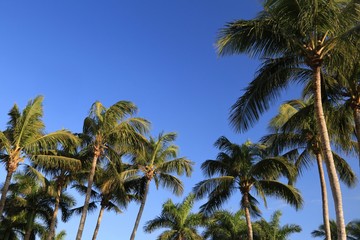 Fototapeta na wymiar Tropical Palm Trees (Cocos_nucifera)