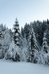 winter landscape, pine trees in the snow, a snowy field against the background of a coniferous forest, the Carpathian mountains in winter