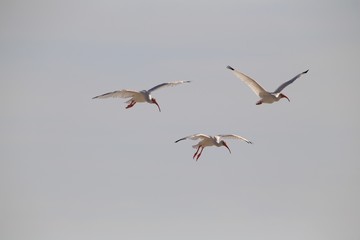 Flock of white Ibis birds in the air (Eudocimus albus)
