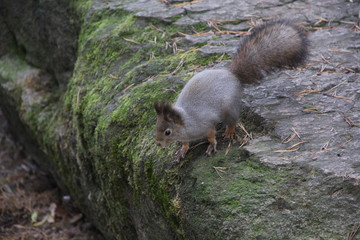 squirrel in forest