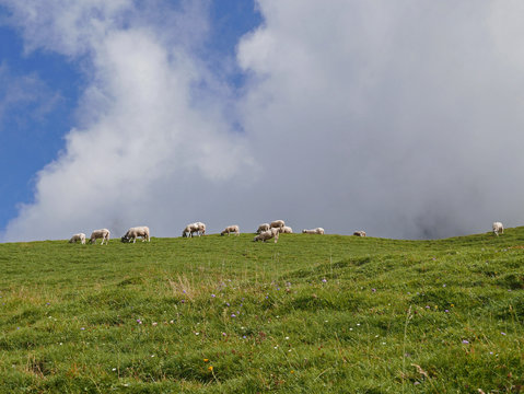 suggestiva foto dolomitica con pecore al pascolo in quota