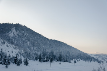 winter landscape, pine trees in the snow, a snowy field against the background of a coniferous forest, the Carpathian mountains in winter