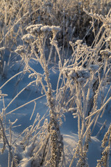 Dry plants covered with hoarfrost shining in the sun. Winter background