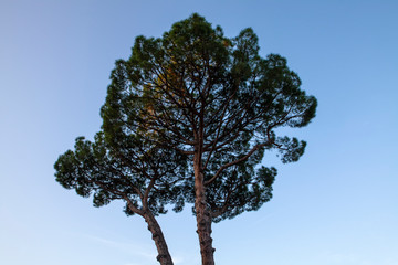 An Umbrella Pine in Italy