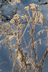 Dry plants covered with hoarfrost shining in the sun. Winter background
