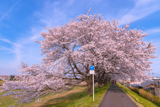 Narcissus field pathway with the Cherry Blossom tree background along Shiroishi river banks in Funaoka Castle Ruin Park, Sendai, Miyagi prefecture, Japan ( Shiroishigawa tsutsumi Hitome Senbonzakura )