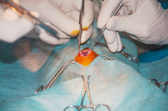 Cutting of the skin of the surgical site (the concept of surgery)