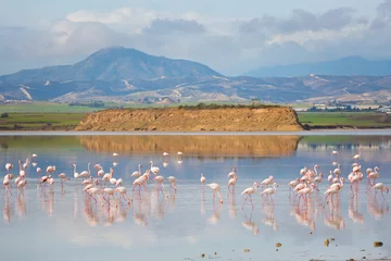 Gordijnen Salt Lake with flamingos Larnaca © sitriel