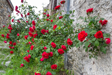 Fototapeta na wymiar Red roses