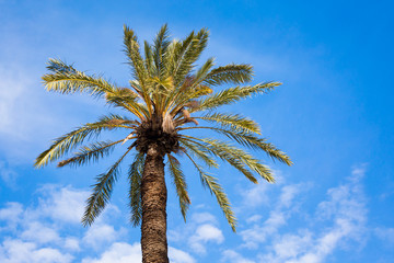 Palm tree in Larnaca