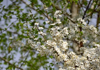 White flowers of plum against the background of spring blue sky