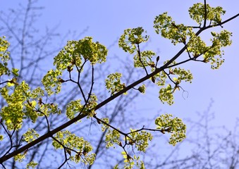 Maple flowers in backlight on a background of spring blue sky
