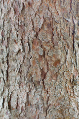 Closeup of pine tree