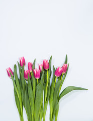 Row of tulips on pale blue background
