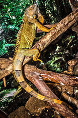 Green iguana climbing on a tree