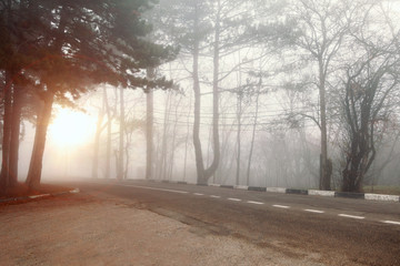  road in fog forest. Dangerous road due to fog.
