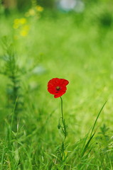  bright red poppy flowers