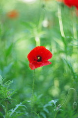 Fototapeta premium bright red poppy flowers