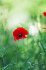  bright red poppy flowers