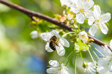 Bee on a cherry blossoms. Spring floral background. Cherry flowers blossoming in the springtime.