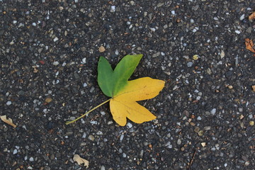 yellow leaf on the ground