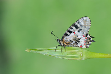 Fototapeta na wymiar Papilionidae / Orman Fistosu / / Zerynthia cerisyi 