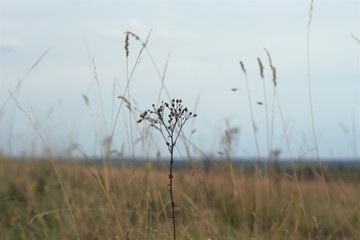 dry grass and blue sky