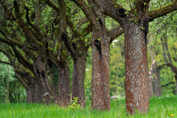 Cherry orchard. Tree trunk cherry in a row. Cherry trees alley.