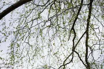 Fototapeta premium tree in spring
