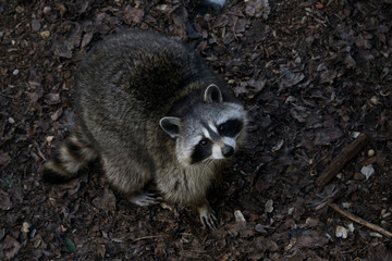 Mapache buscando peludo
