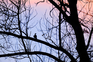 Landscape with silhouette of a bird sitting on a tree.