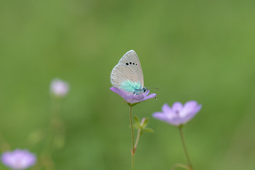 Lycaenidae / Karagözmavisi / / Glaucopsyche alexis