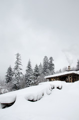 Pines in the snow, beautiful winter landscape, mountains covered with snow, Carpathians