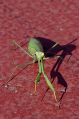 praying mantis 2