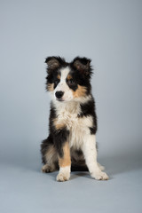 Border Collie pup on grey background
