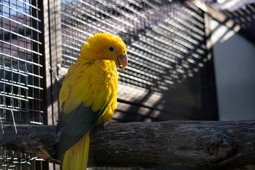 parrot in cage