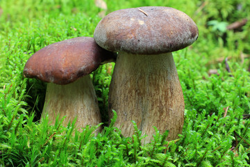 Several boletus in the moss in the forest. Boletus edulis (penny bun, porcini, cep, porcino, king bolete, white mushroom) - edible mushroom.