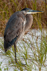 Great Blue Heron on sand dune