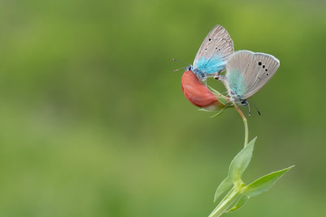 Lycaenidae / Karagözmavisi / / Glaucopsyche alexis
