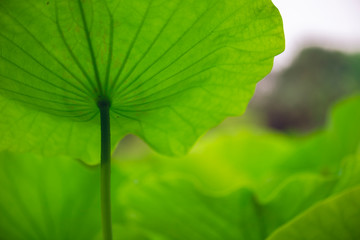 sacred lotus flower leaves