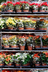 Colorful begonias in flower pots standing on rack