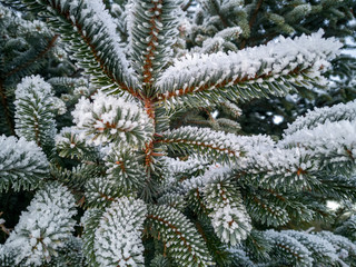 Green branches of Norwegian spruce covered with hoarfrost