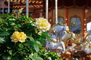 Beautiful yellow roses on the background of the carousel