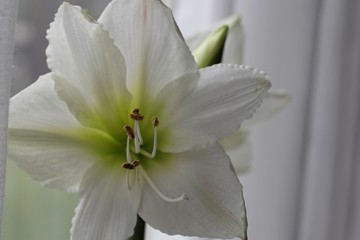 Fototapeta na wymiar a white lily closeup with a white background