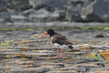 an oystercatcher at the seawall of stone