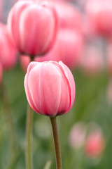 Close-up of pink tulips in a field of pink tulips