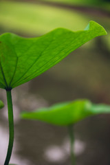 sacred lotus flower leaves